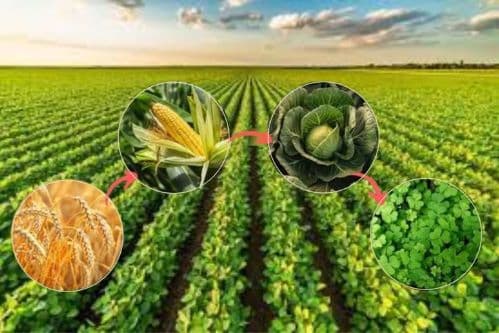 Crop Rotation strategies for Long-term Yield Stability