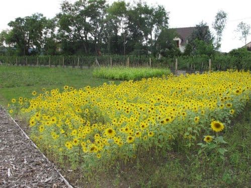 Phytoremediation: Healing Heavy Metal Polluted Lands Through Nature