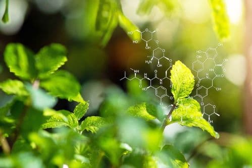 An Overview of Green Biotechnology: Applications, Benefits, and Examples