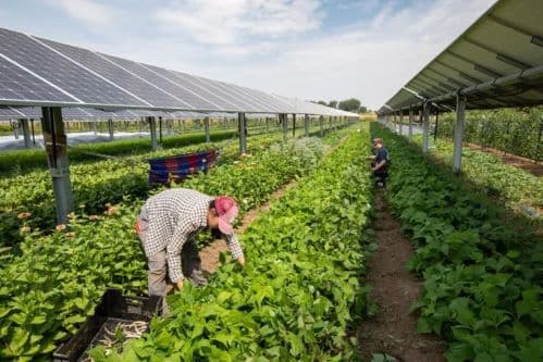 Sustainable Agriculture Through Renewable Energy